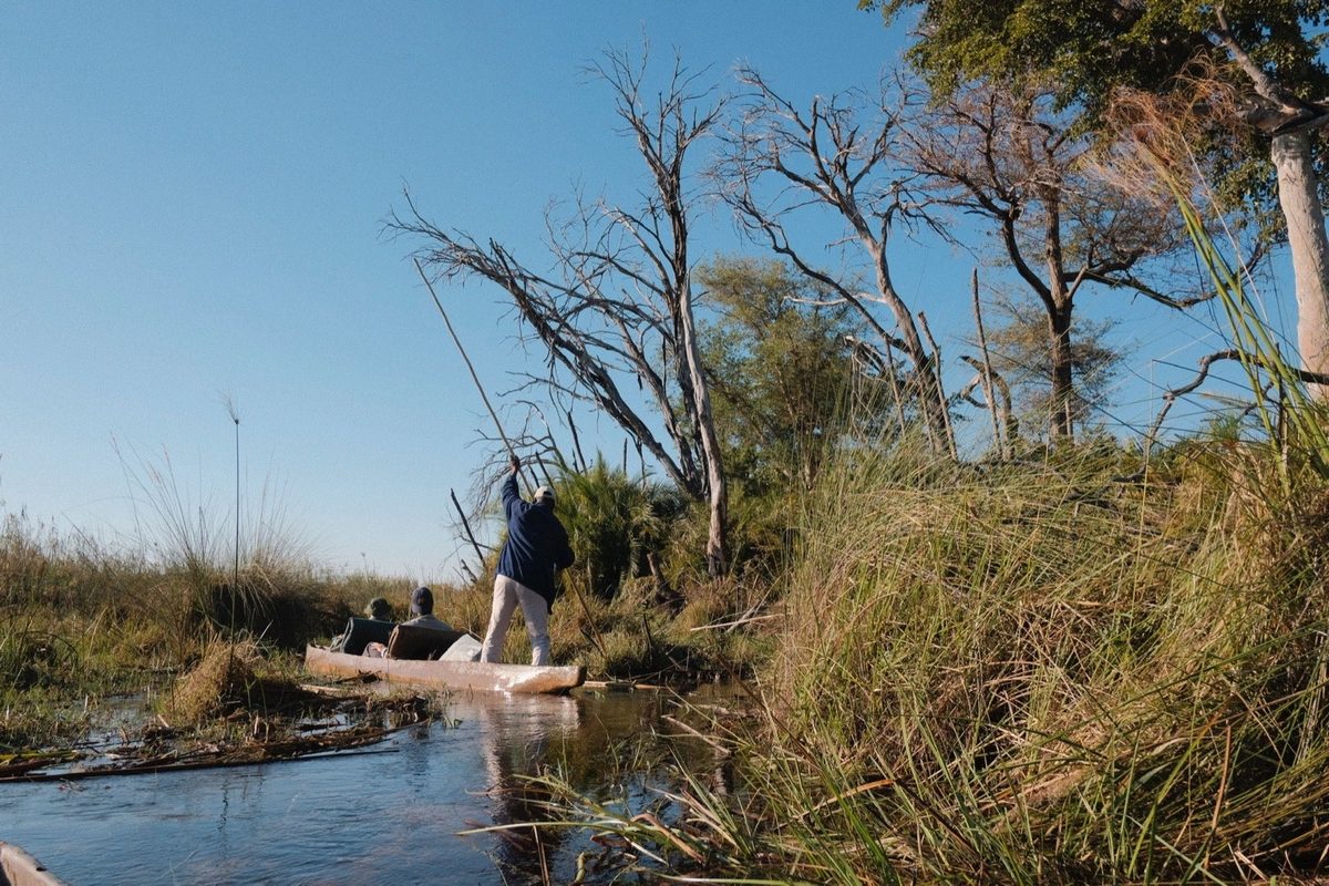 A guide poling a mokoro through the Delta, glassing the floodplain