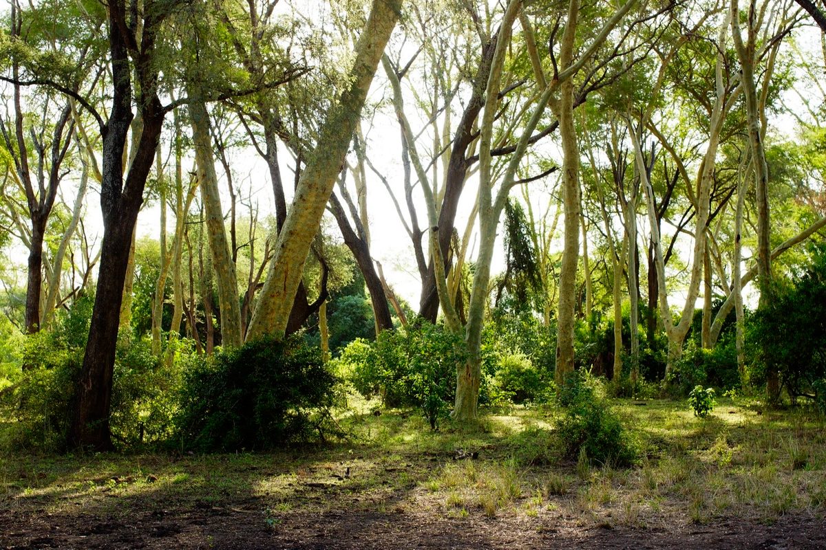Fever-tree forest in morning light, Makuleke