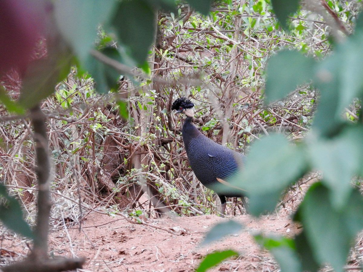 A crested guineafowl in the understorey