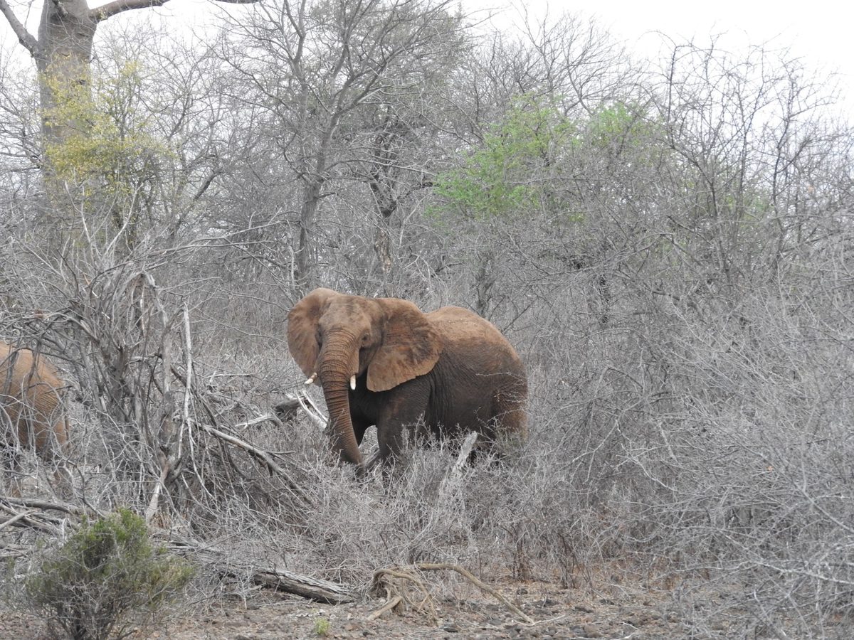 An elephant browsing in the dry-season mopane