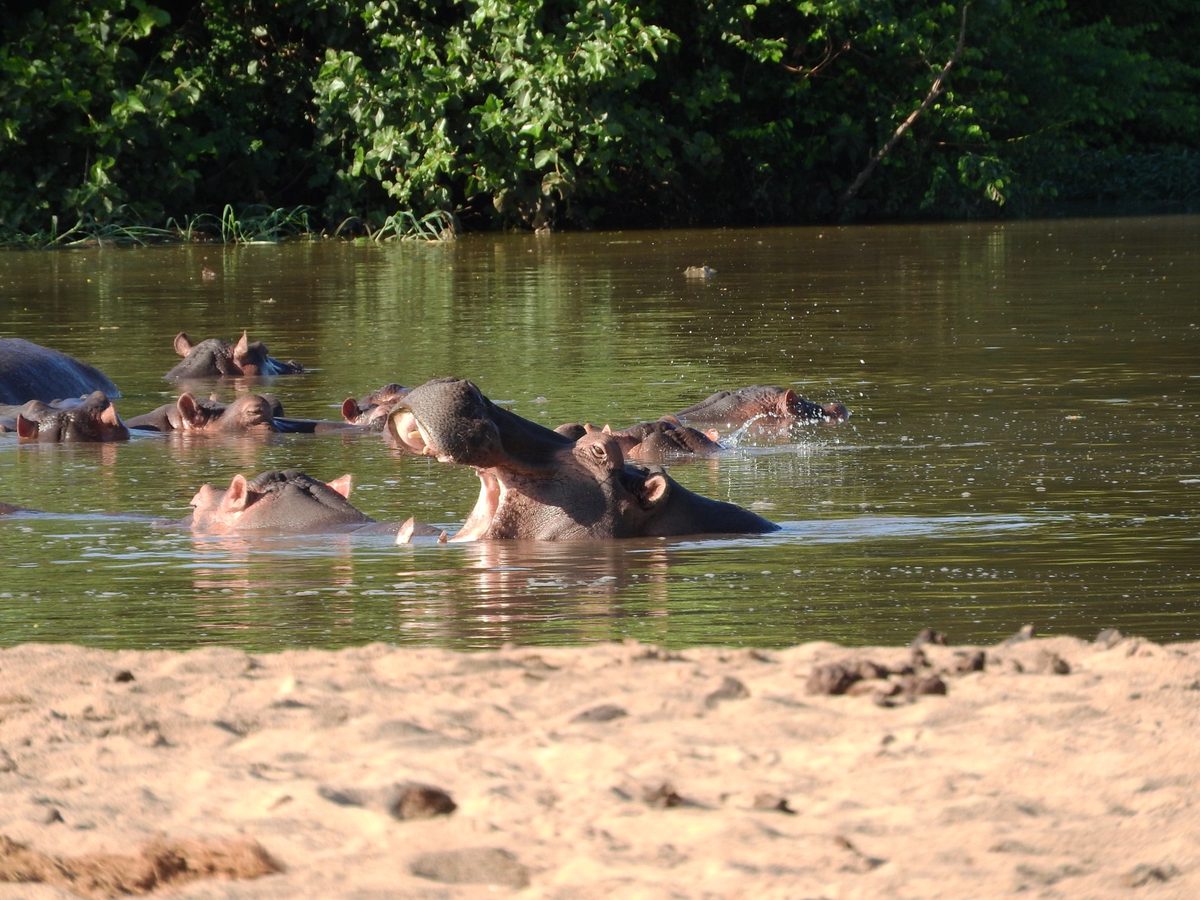 Hippos in the Luvuvhu river