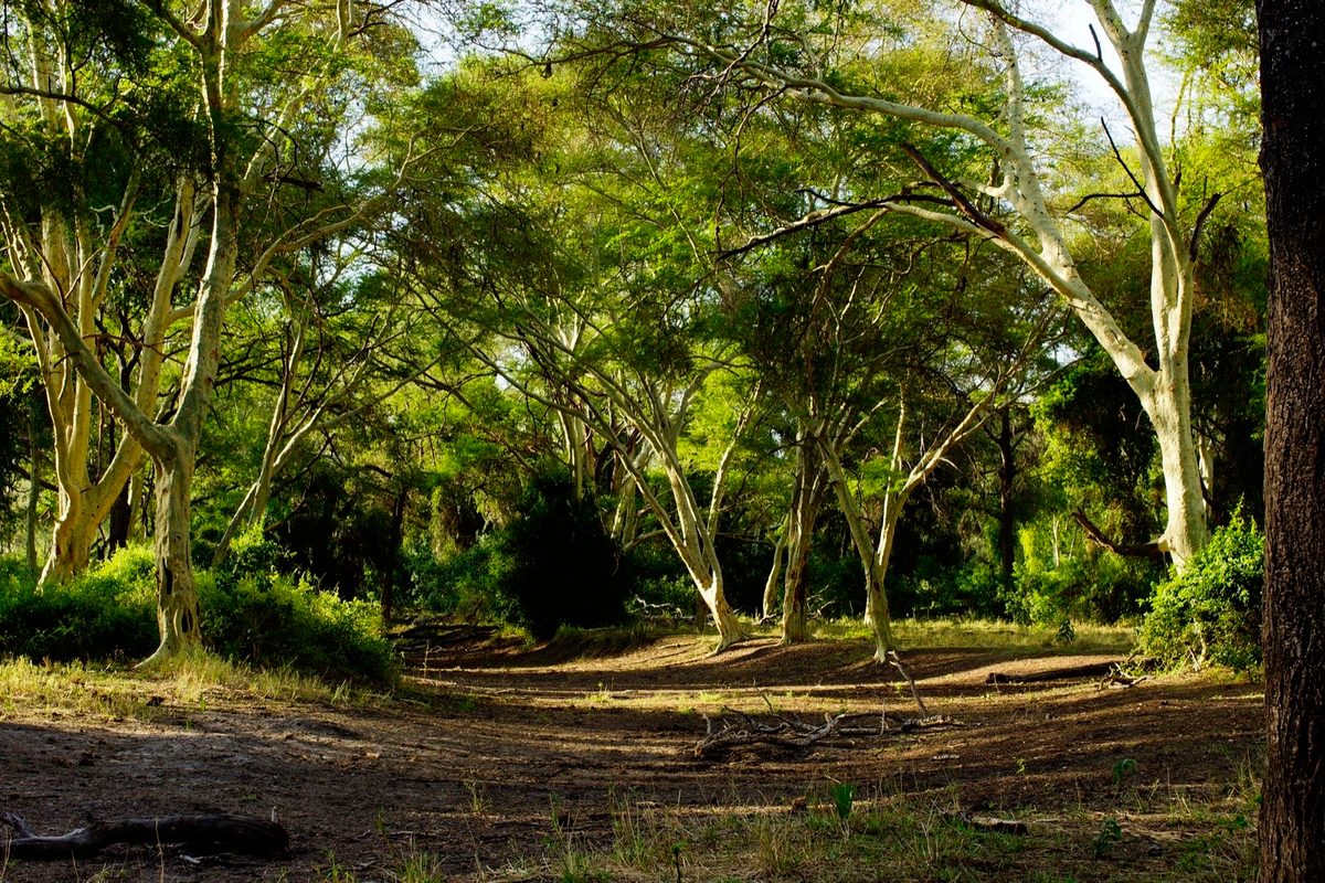 A fever-tree grove in evening light, Makuleke