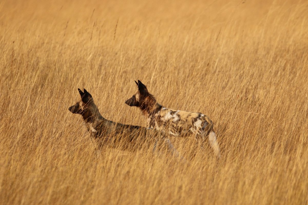 African wild dogs moving through the golden grass