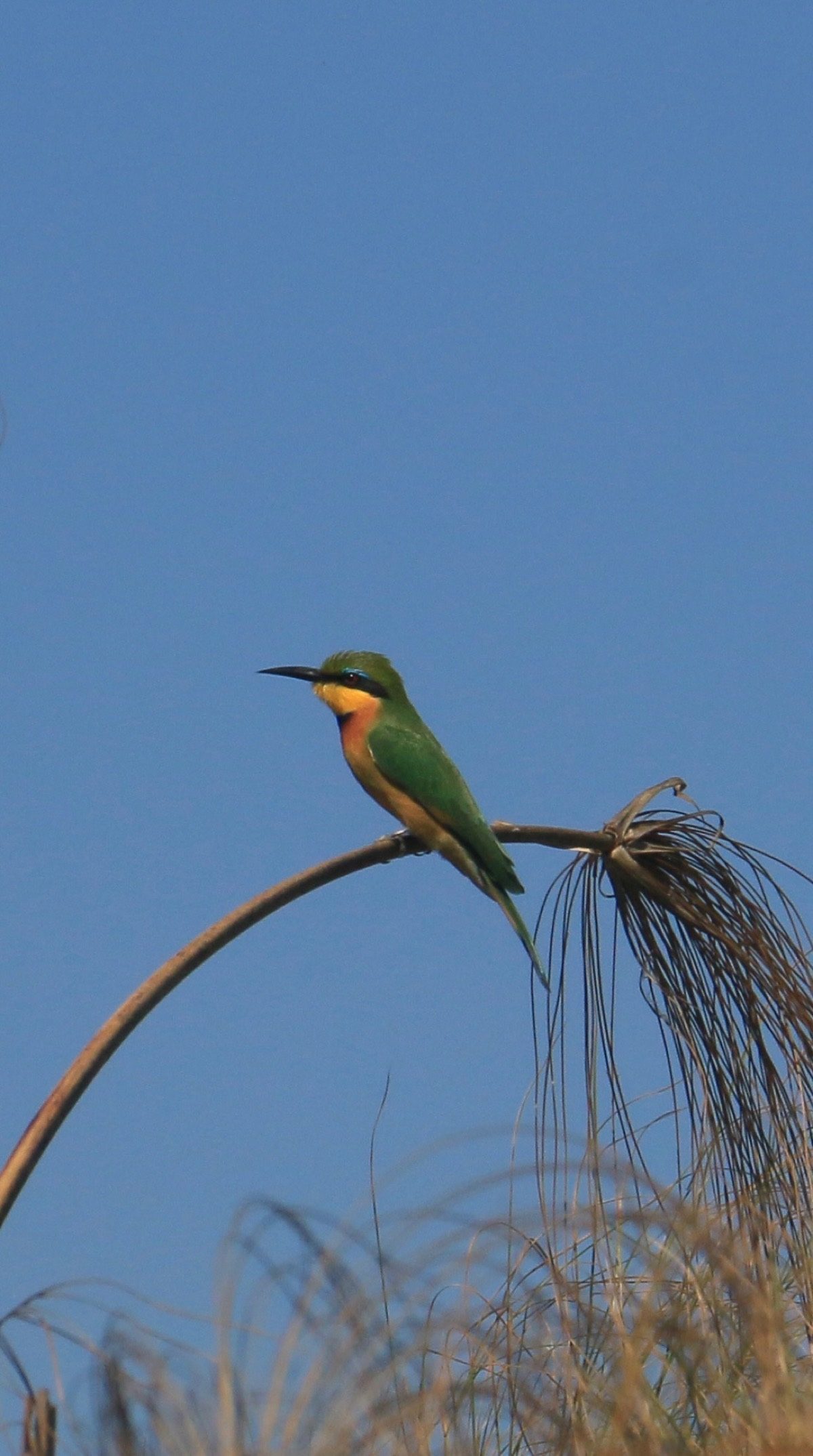 A little bee-eater on a papyrus stem