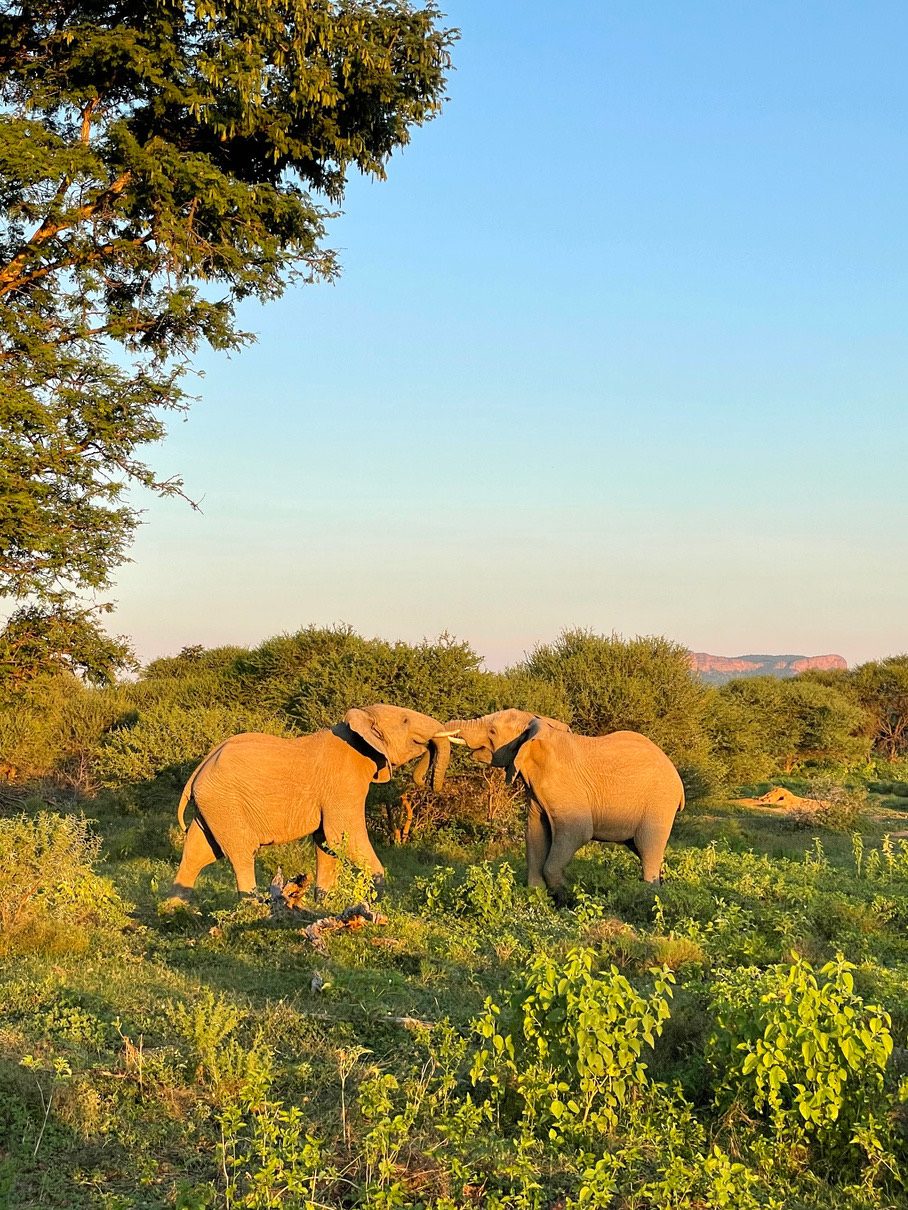 Two elephants sparring in golden light