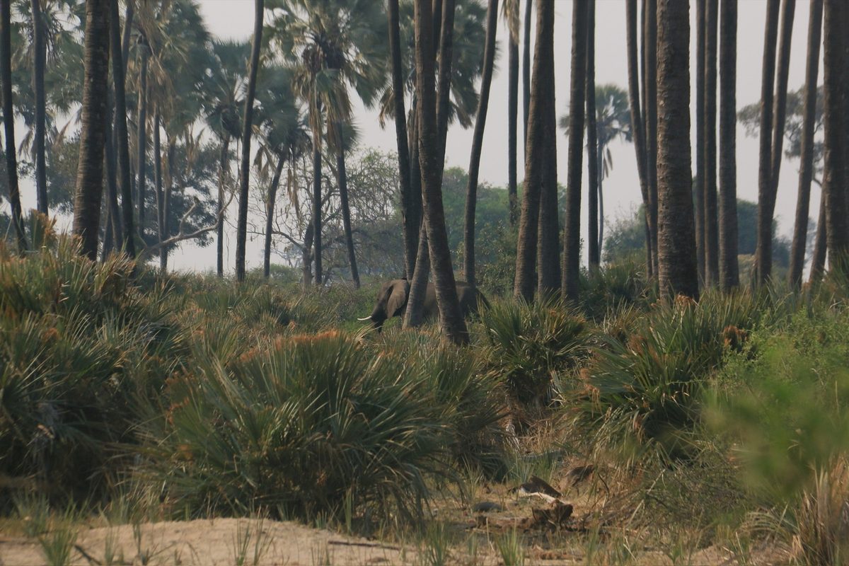An elephant moving through the ilala palms