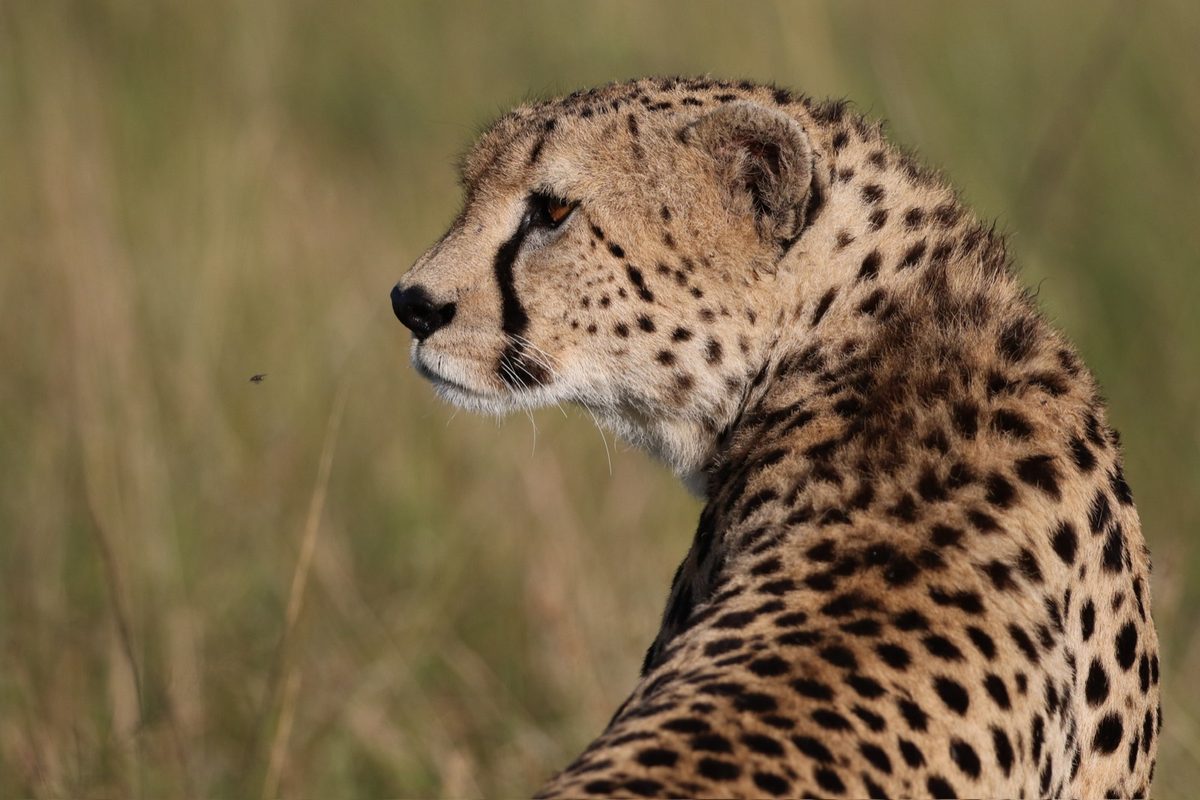 A cheetah in the long grass